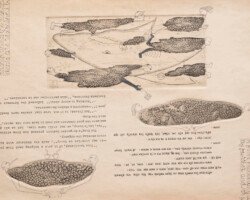 REVISITING THE HELPFUL KING AND THE TOOTHLESS SHARK REVISITING THE HELPFUL KING AND THE TOOTHLESS SHARK